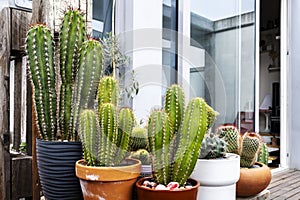 The word cactus derives from the Greek photo